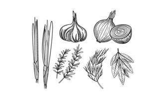 set of culinary herbs and spices. Fresh onion, garlic, bay leaves, rosemary and dill in sketch style vector