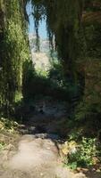 A serene forest path surrounded by vibrant greenery video
