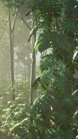 Palm tree with palm fronds and cloudy skies in the rainforest of Costa Rica video