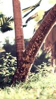 Palm tree in the palm garden with beautiful palm leaves video