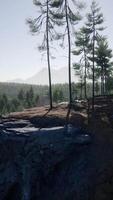pine forest in the mountains on the Greek Island video