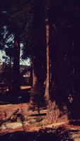 Sunset view in the forest in Sequoia National park video
