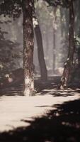 old wooden trail twists through a jungle illuminated by sunshine video