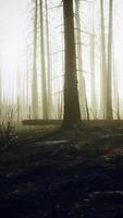 Burned trees after wildfire with pollution and a lot of smoke video