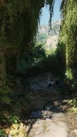 A serene pathway through a vibrant forest video