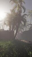 Palm Tree in Fog on Beach video