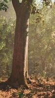 Forest of Trees illuminated by sunbeams through fog video