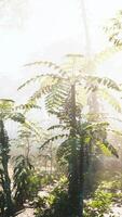 Green branches of a Palm trees video