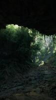A scenic dirt path surrounded by lush trees inside a captivating cave video