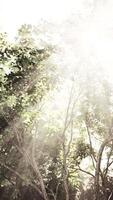 Sunlight Filters Through Trees in Forest video
