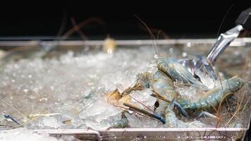 Close-up of fresh royal, blue shrimp or langoustines on a bed of ice, highlighting their vibrant colors and texture. This scene emphasizes the allure of seafood and gourmet dining experiences video