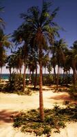 Sandy Beach With Palm Trees and Ocean View video