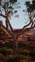 Lone Tree in Nevada Desert With Mountain Background video