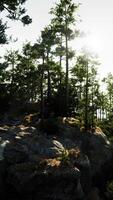 Sunlight Filtering Through Trees on Rocky Hill video