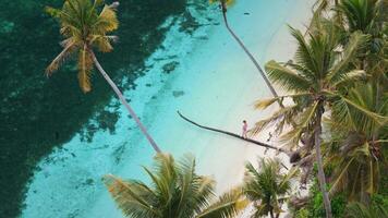 Woman walks along the trunk of a lying palm tree in tropical sea. Drone view with palm trees and female video