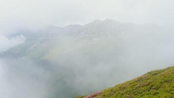 Mountains peaks coming out of the forest and rhododendron field next by video