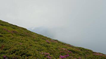 Dense moving mist above the trees and mountains with front part of rhododendron field. video