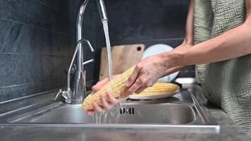 Woman washes fresh yellow corn on the cob under water in the sink in the kitchen at home. Hands washing organic natural farm vegetables, food preparation video