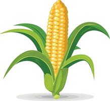 Corn on white background vector