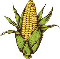 Illustration of a Corn Cob with Green Husks on Grey Background vector