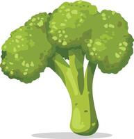 Food broccoli icon Cartoon of food broccoli icon for web design isolated on white background vector
