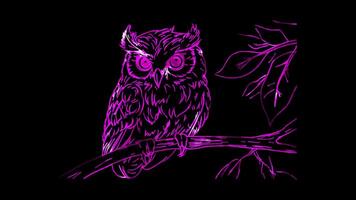 Neon frame effect, Owl Mask A wise owl with big eyes and fluffy feathers, perched on a branch on black background video