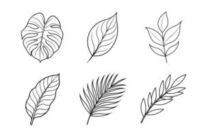 Elegant Leaves Line Art Bundle Eucalyptus, Olive, Palm, Banana, Monstera, and Willow Leaf vector