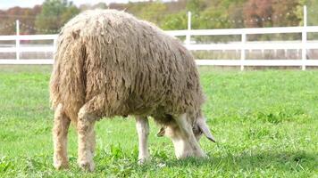 flock of blackface welsh sheep in a meadow on lush farmland. sheep eating grass on a field video