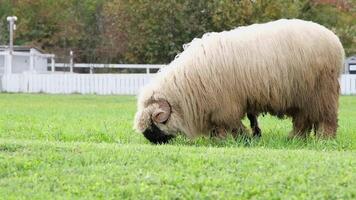 flock of blackface welsh sheep in a meadow on lush farmland. sheep eating grass on a field video