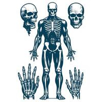 Human skeleton and hand vector