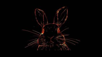 Rabbit rabbit with long ears and a twitchy nose, looking playful. video