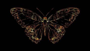 Neon frame effect, Butterfly beautiful butterfly with intricate wings on black background video