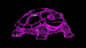 Neon frame effect, Turtle cheerful turtle with a patterned shell, peeking out curiously on black background video