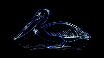 Neon frame effect, Pelican quirky pelican with a large beak and big eyes on black background video