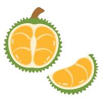 tropical fruit Durian King of fruit vector