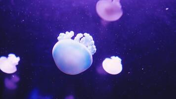 Quickly moving translucent light color jellyfish video