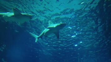 Shark front view and thousands of other fish. video
