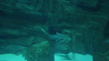 Amazing view of a spotted medium size fish floating in ocean. video