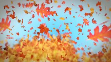 Happy Thanksgiving Falling Leaves with Wooden Sign 4K Loop features a view of falling leaves that stop at the forest floor with a wooden sign that reads Happy Thanksgiving in a loop. video