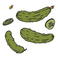 cucumbers and slices, bumpy texture and green color. Vegetables, food doodle illustration for package, poster, menu, recipe vector
