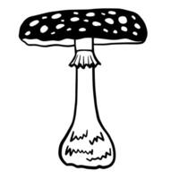 Fly agaric illustration. black and white line drawing of mushroom with a broad, domed cap adorned with white spots for poster, banner, recipe card, food package design vector