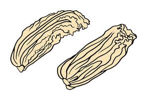 illustration Chinese pickled cabbage, Napa cabbage in doodle outline style, beige color, leafy texture, for package, menu, recipe, poster, banner, package design. vector
