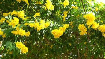 Vibrant yellow flowers bloom on lush green tree, basking in sunlight, creating cheerful atmosphere in summer garden filled with natures beautiful flora. video