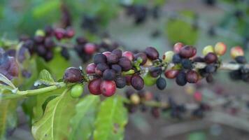 Coffee Cherries on Branch Vibrant Display of Ripe Red, Black, and Unripe Green Fruits in Agriculture and Cultivation video