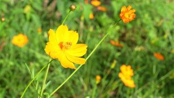 Vibrant orange flowers bloom in lush green garden, where delicate petals and lively colors create cheerful atmosphere, evoking joy and tranquility in nature during summer. video