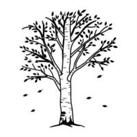 Birch tree icon in drawing style vector