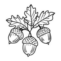 A drawing style icon of acorn branch vector