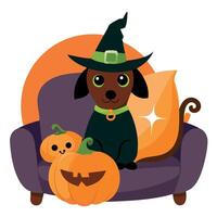 A dog wearing a witch hat sits on a couch with pumpkins vector