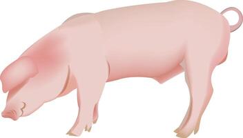 A pig is standing on a white background vector
