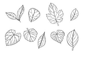 Set of tropical leaves isolated illustration painted by black inks. Dieffenbachia, Ficus, calathea, syngonium, ctenanta foliage realistic graphic sketch. Floral elements for design vector